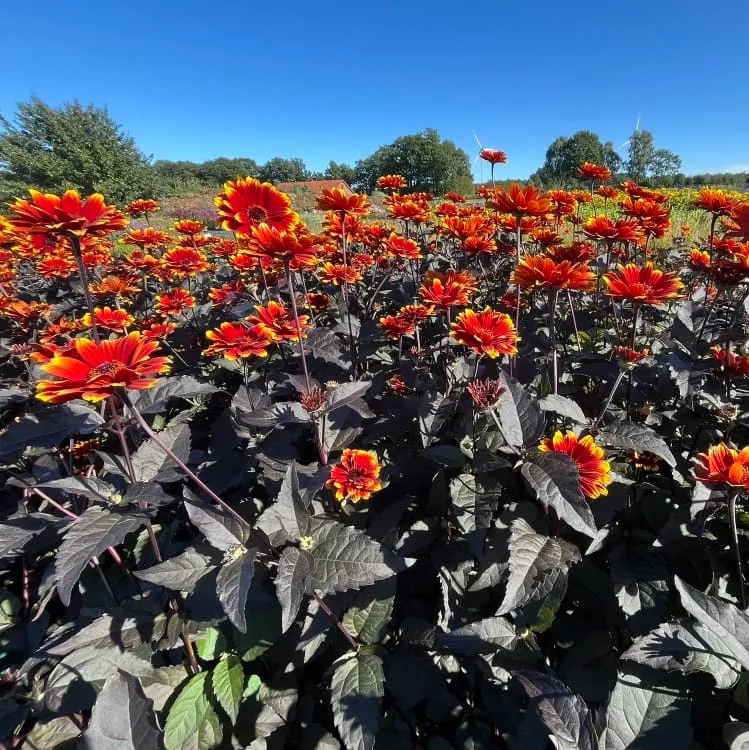 Sonnenauge 'Bonfire Sunset'® Orange