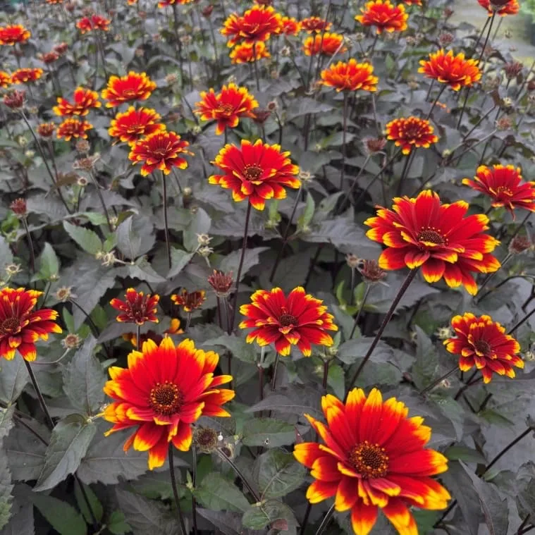 Sonnenauge 'Bonfire Sunset'® Orange