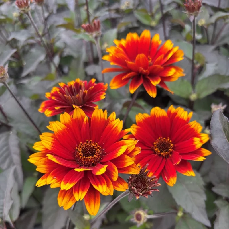 Sonnenauge 'Bonfire Sunset'® Orange