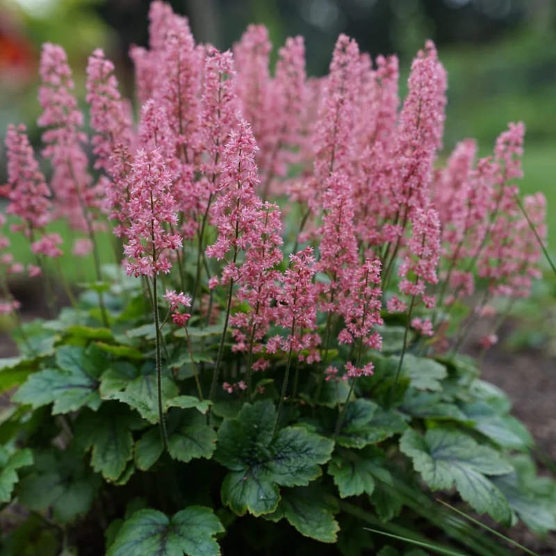 Silberglöckchen 'Pink Revolution'® Rosa