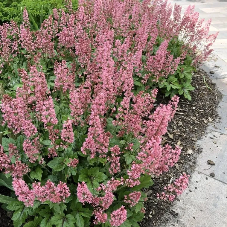 Silberglöckchen 'Pink Revolution'® Rosa