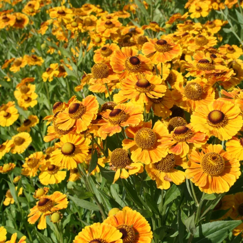 Sonnenbraut 'Goldrausch' Gelb