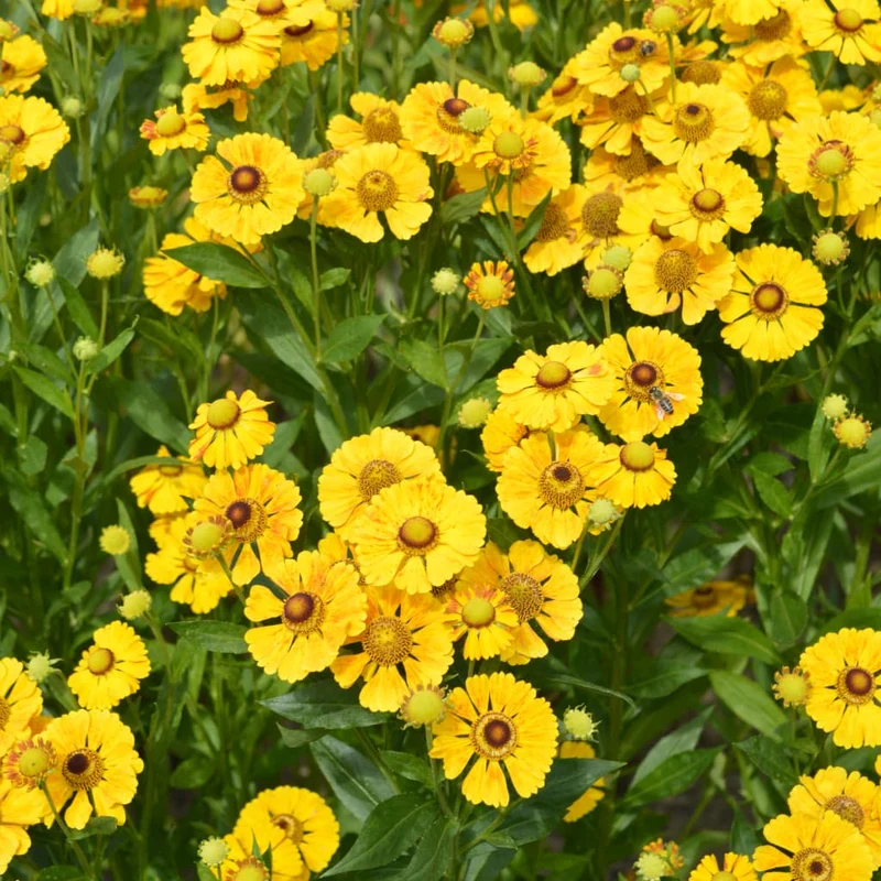 Sonnenbraut 'Goldrausch' Gelb
