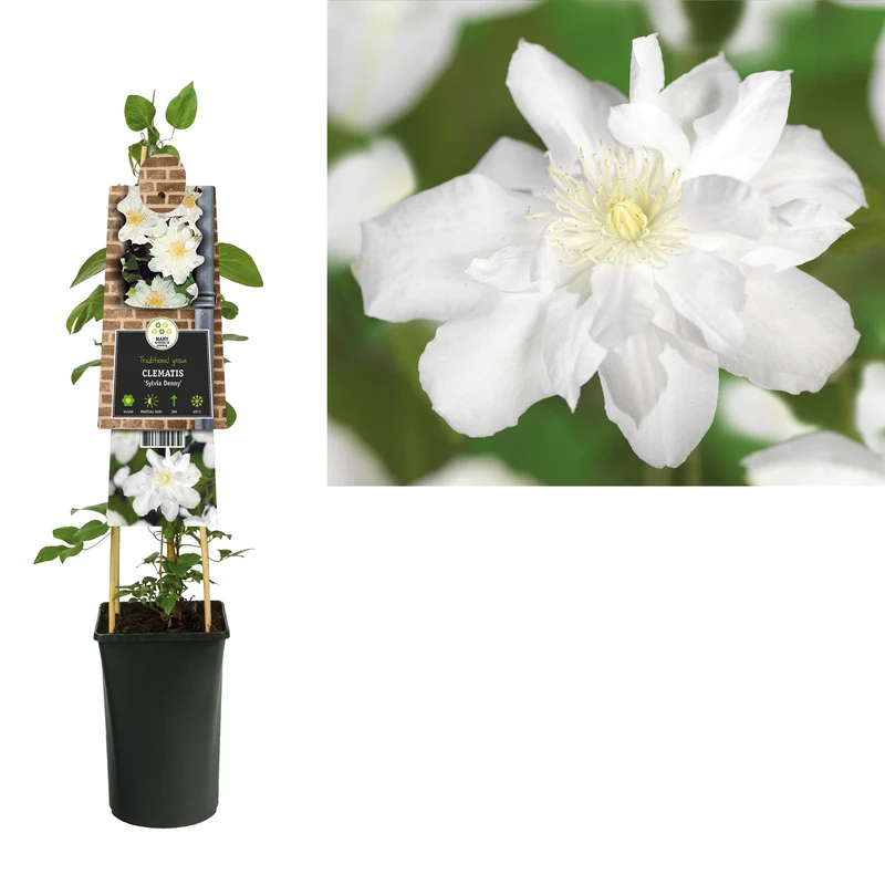Kletterpflanze Clematis Sylvia Denny (Kissen)