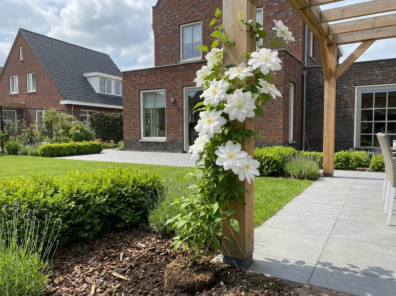 Kletterpflanze Clematis Sylvia Denny (Kissen)