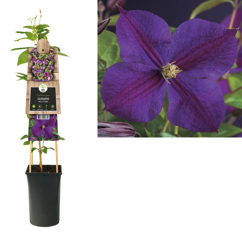Kletterpflanze Clematis Stern von Indien (Kissen)