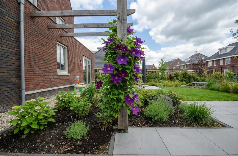 Kletterpflanze Clematis Stern von Indien (Kissen)