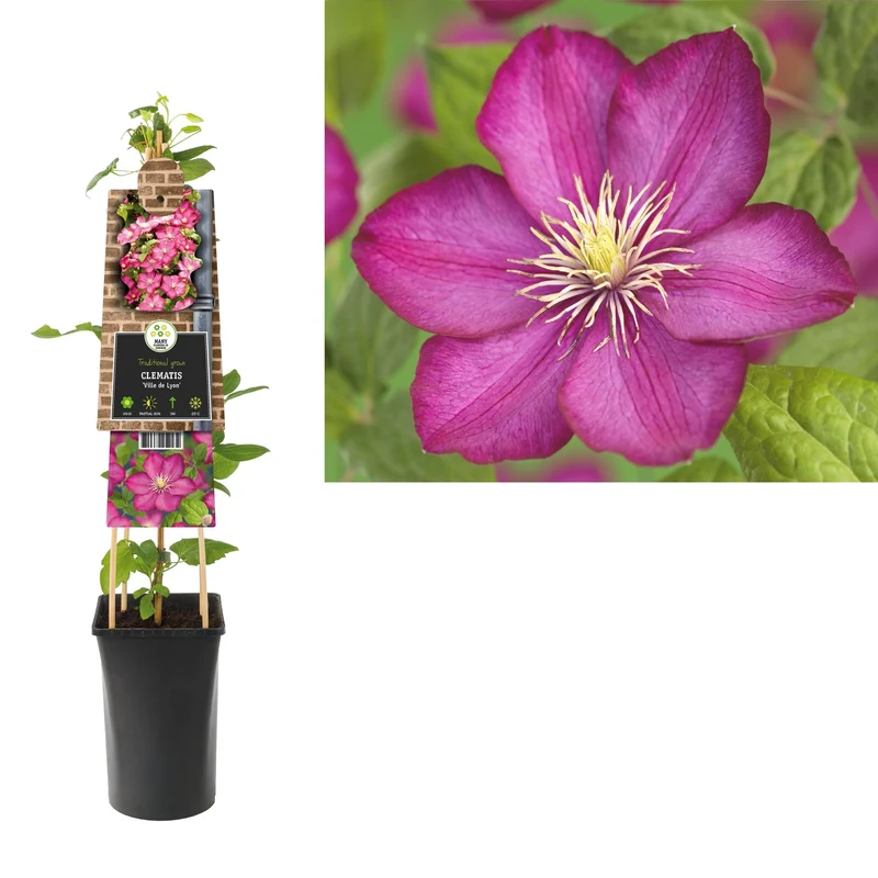 Kletterpflanze Clematis Ville de Lyon (Kissenrebe)