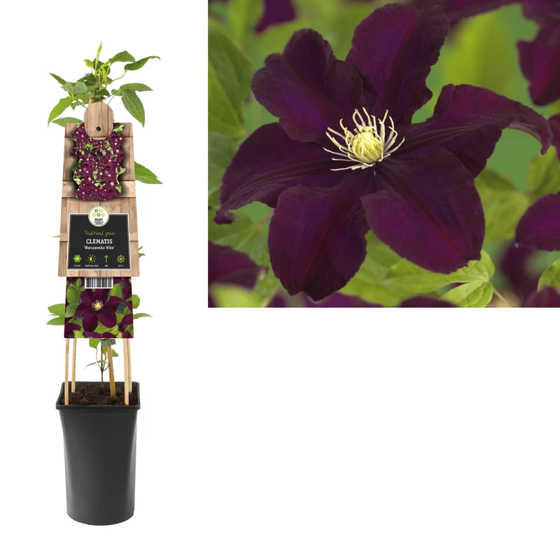 Kletterpflanze Clematis Warszawska Nike (Preiselbeere)