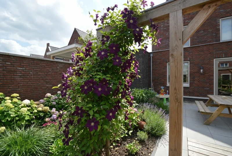 Kletterpflanze Clematis Warszawska Nike (Preiselbeere)