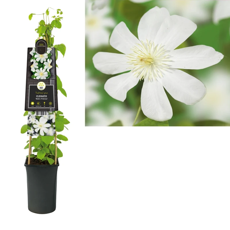 Kletterpflanze Clematis Wada's Primel (Bosrank)