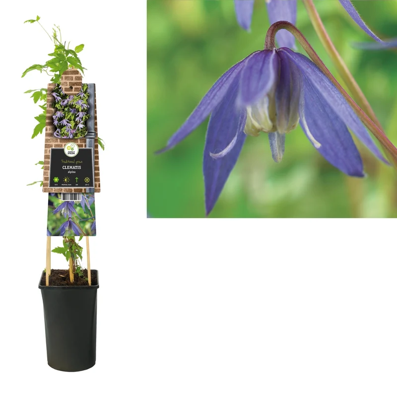 Kletterpflanze Clematis alpina (Preiselbeere)