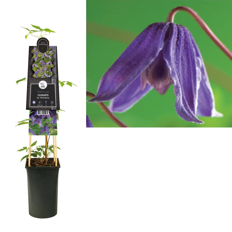 Kletterpflanze Clematis alp. Helsingborg (Kissenrebe)