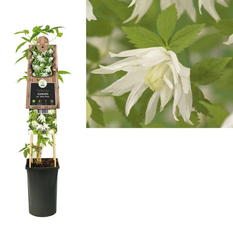 Kletterpflanze Clematis alp. Albina Plena (Preiselbeere)