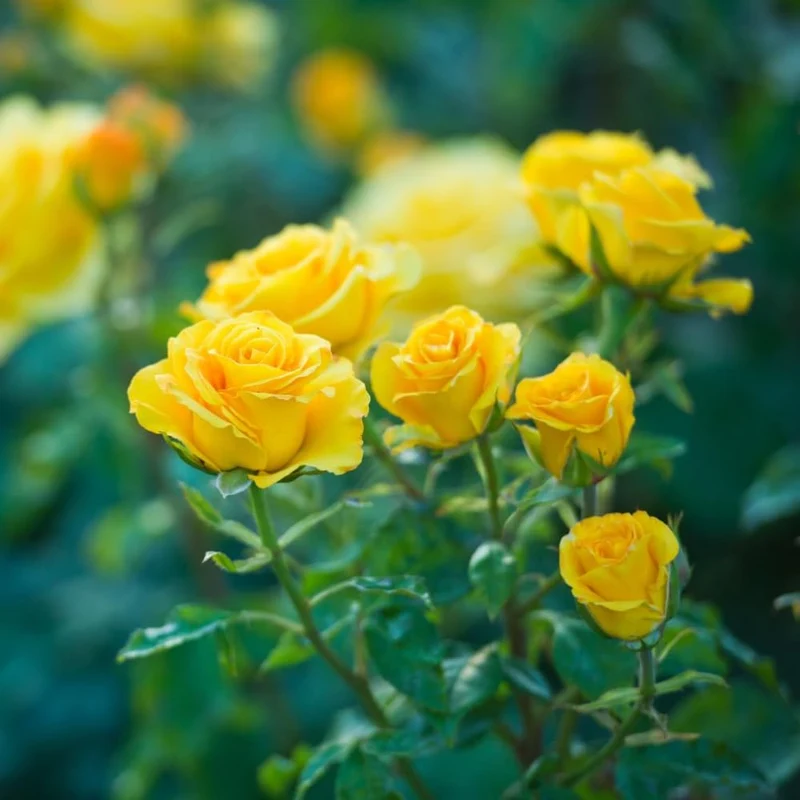 Yellow Rose Flower Seeds – Bright Blooms for Garden Planting