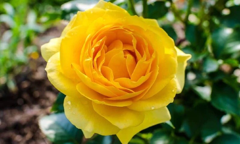 Yellow Rose Flower Seeds – Bright Blooms for Garden Planting