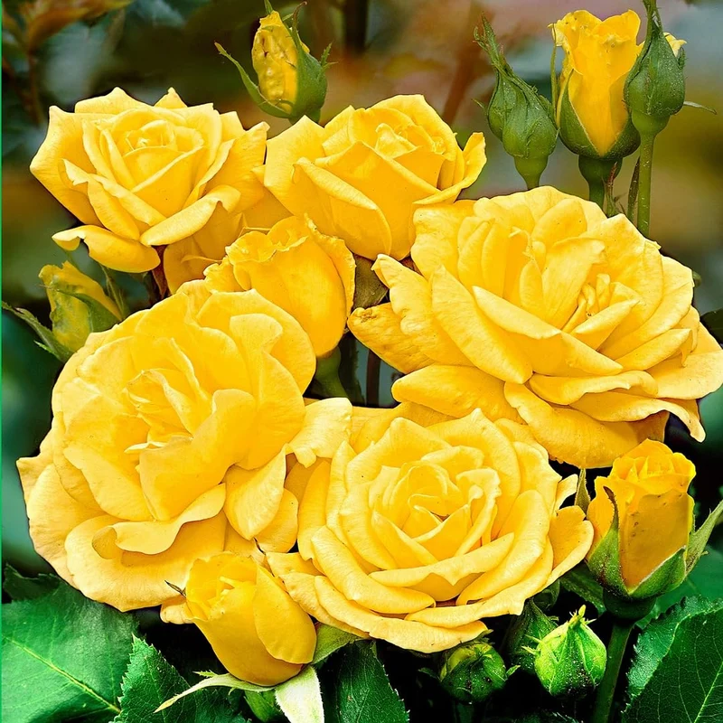 Yellow Rose Flower Seeds – Bright Blooms for Garden Planting