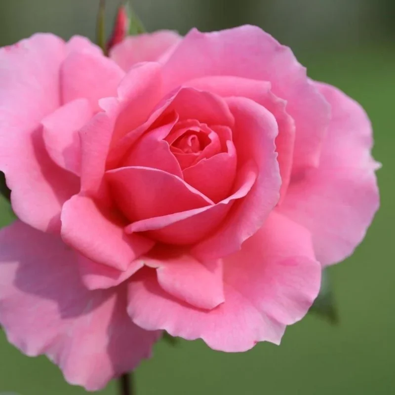 Pink Rose Flower Seeds, Soft Romantic Blooms, Easy to Grow, Non-GMO