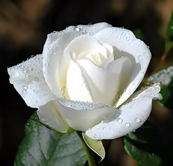 White Rose Flower Seeds , Elegant Pure Blooms, Easy to Grow, Non-GMO