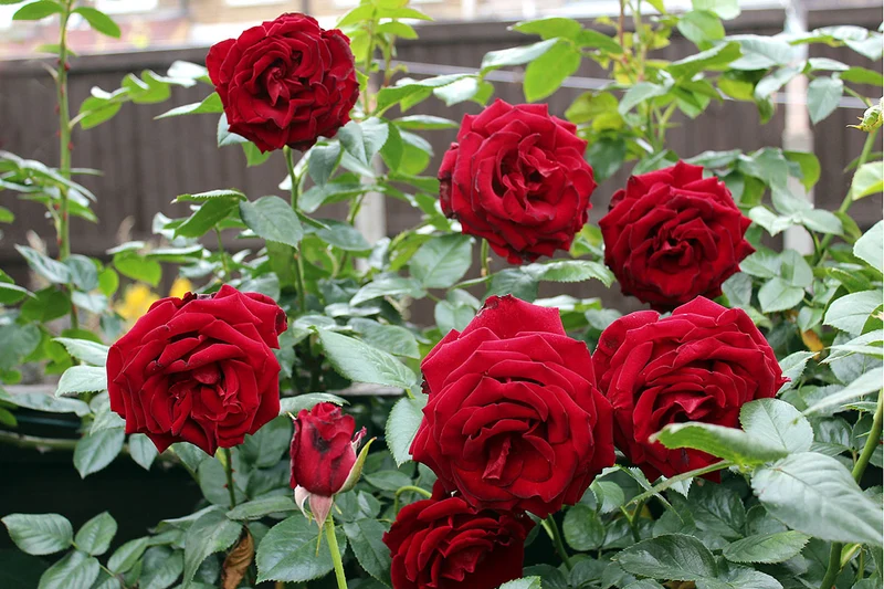 Red Rose Flower Seeds ,Classic Romantic Blooms, Easy to Grow, Non-GMO
