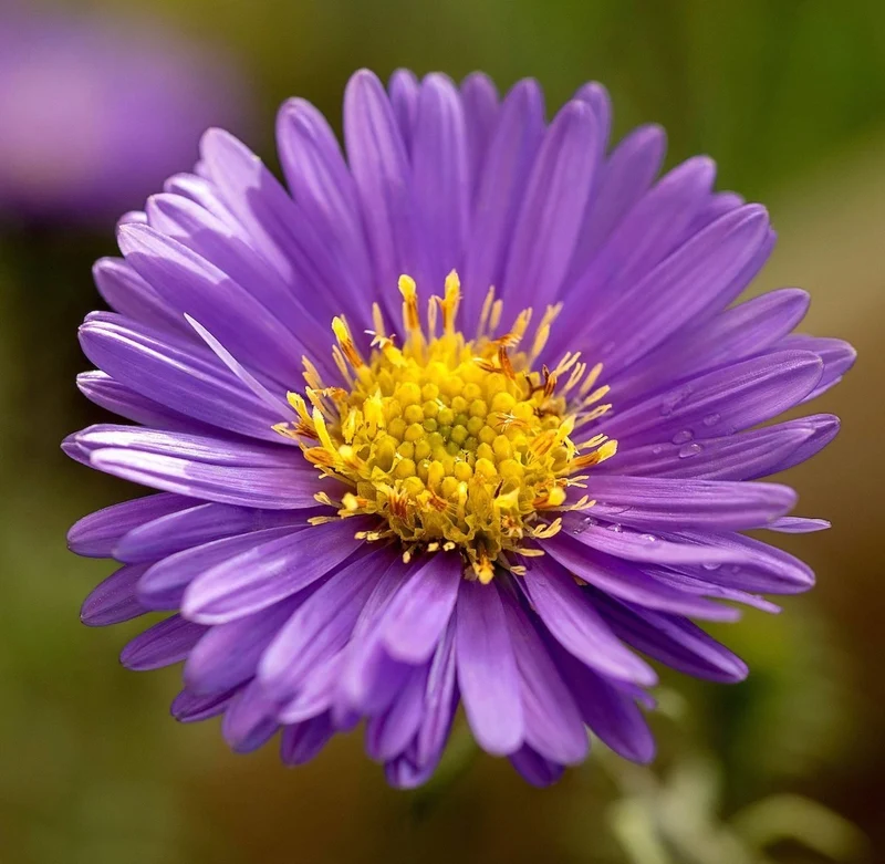 Mauve Aster Flower Seeds – Soft Elegant Blooms for Garden Planting