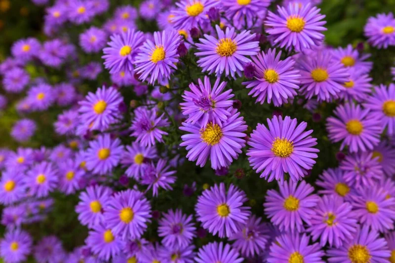 Mauve Aster Flower Seeds – Soft Elegant Blooms for Garden Planting