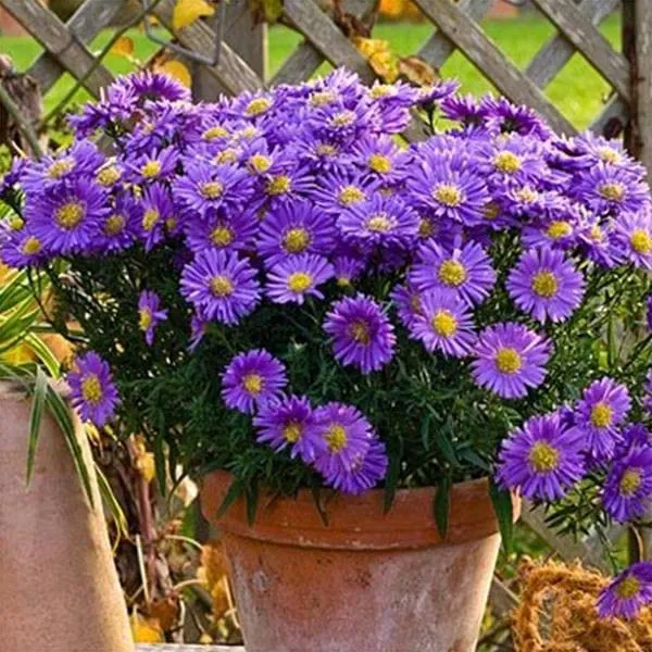 Mauve Aster Flower Seeds – Soft Elegant Blooms for Garden Planting