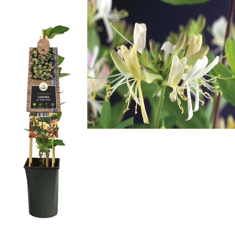 Kletterpflanze Lonicera per. Belgica Select (Geißblatt)