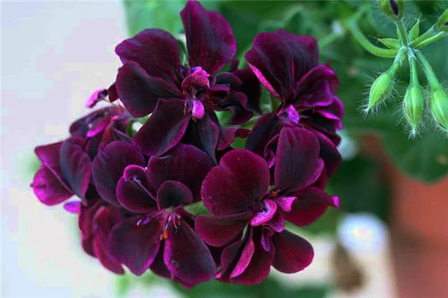 Purple Geranium Flower Seeds,Unique Vibrant Blooms, Easy to Grow, Non-GMO