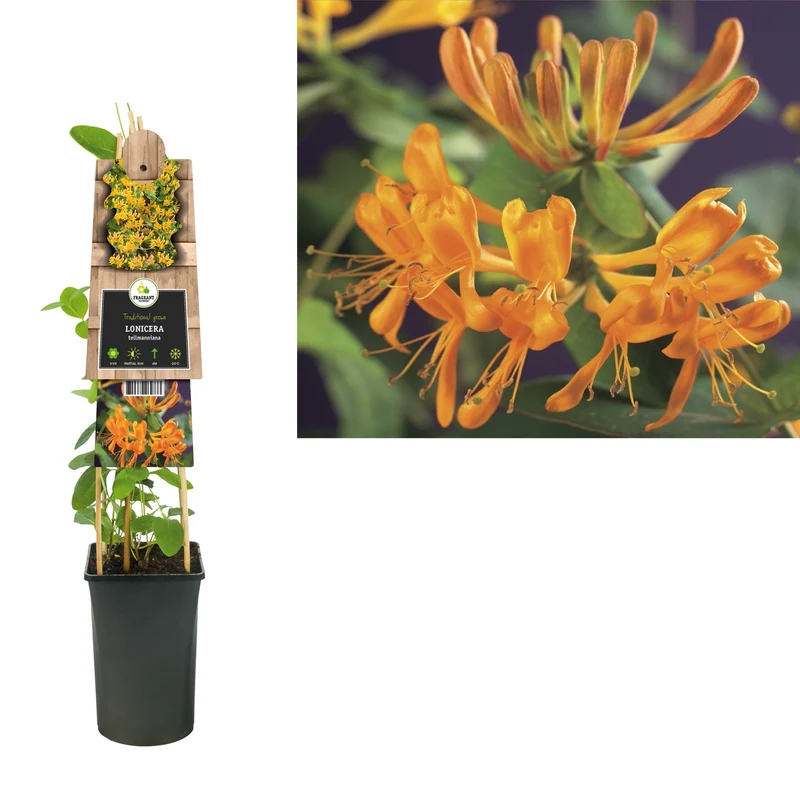 Kletterpflanze Lonicera tellmanniana (Geißblatt)