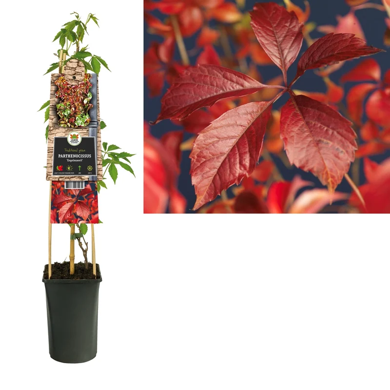 Kletterpflanze Parthenocissus Engelmannii (Wildrebe)