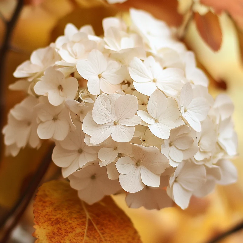 Snow Queen Hydrangea Seeds – Elegant White Cone Blooms & Stunning Fall Foliage