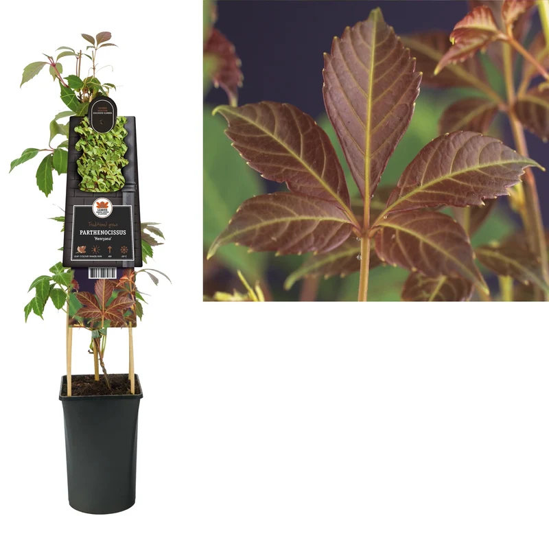 Kletterpflanze Parthenocissus Henryana (Wildrebe)