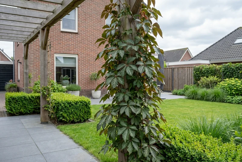 Kletterpflanze Parthenocissus Henryana (Wildrebe)
