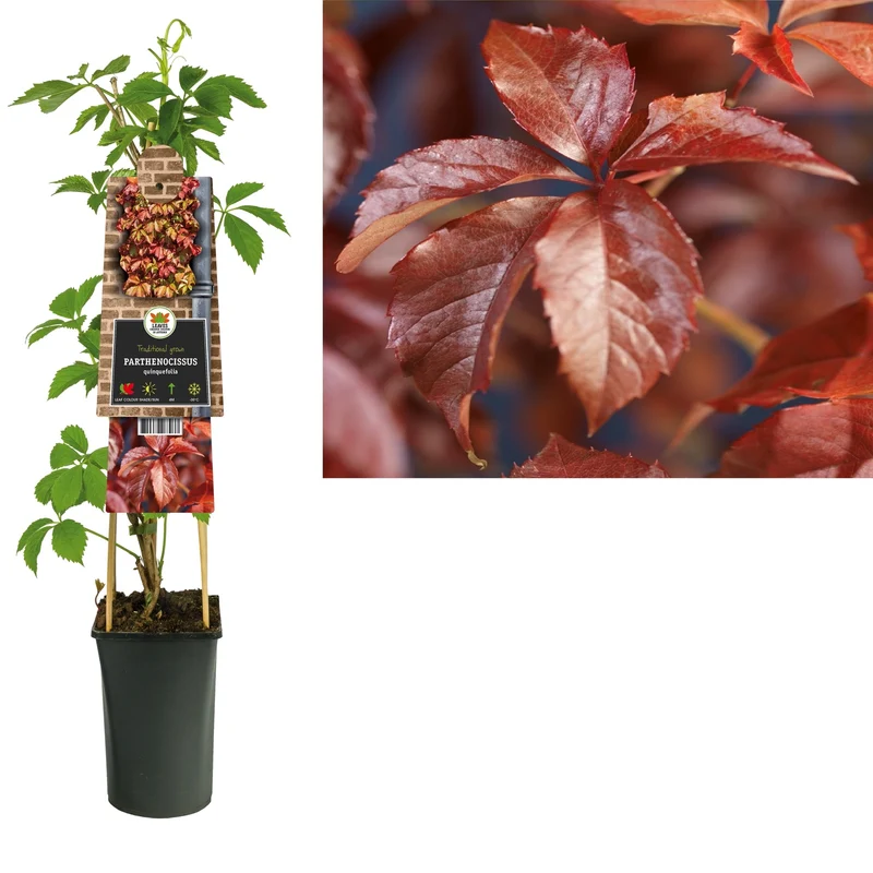 Kletterpflanze Parthenocissus quinquefolia (Wildrebe)