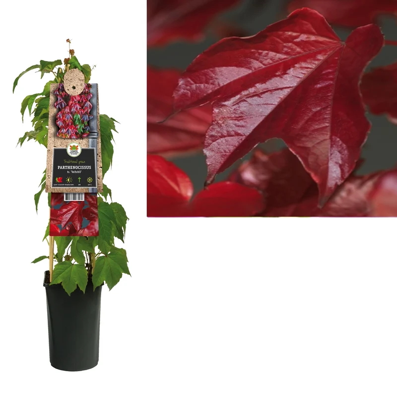 Kletterpflanze Parthenocissus tr. Veitchii (Wildrebe)