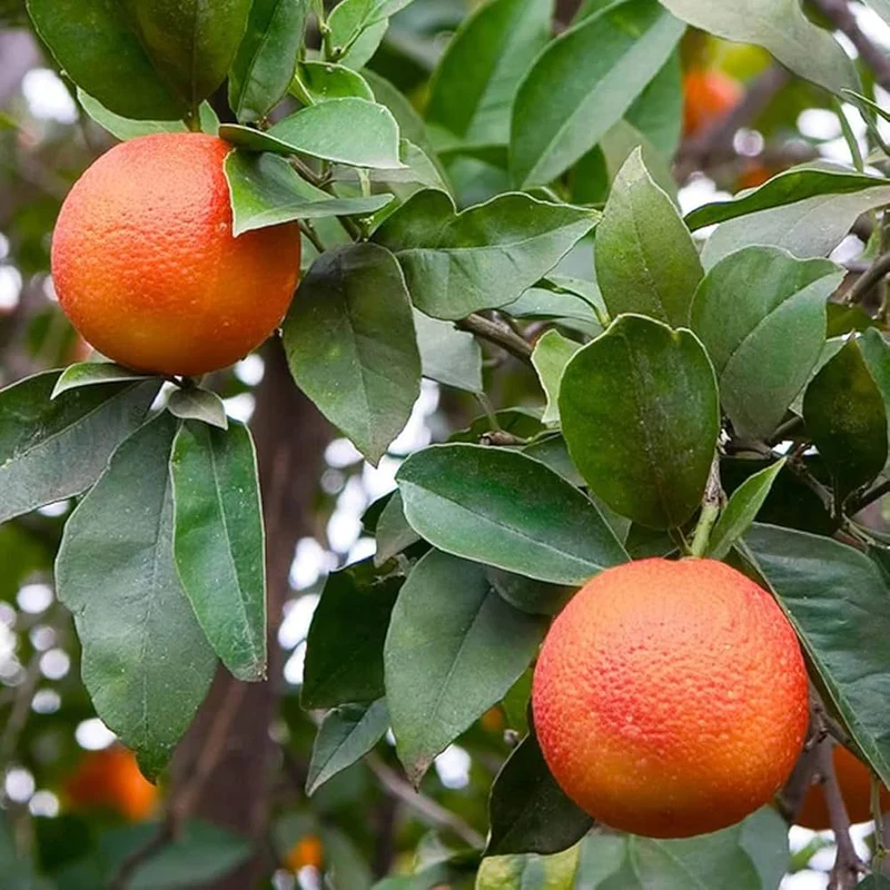 Seville Orange Seeds for Planting – Grow Tart & Flavorful Oranges Perfect for Marmalade