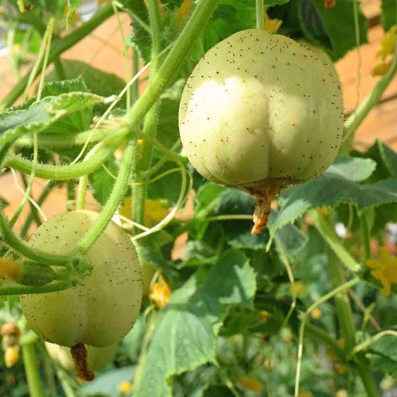 Crystal Apple Cucumber Seeds – Heirloom, Sweet & Crisp Round Variety