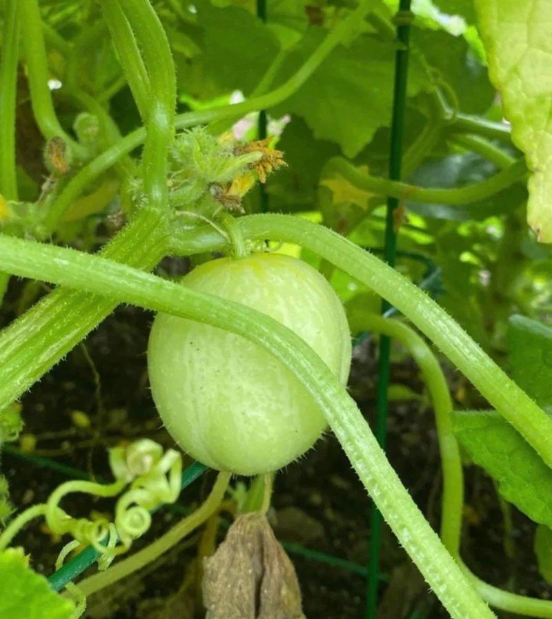 Crystal Apple Cucumber Seeds – Heirloom, Sweet & Crisp Round Variety