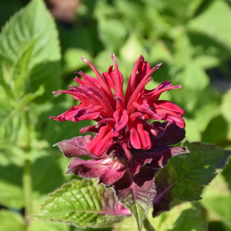 Indianernessel 'Fireball' Rot