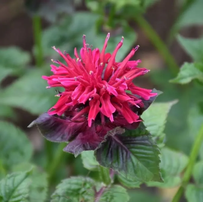 Indianernessel 'Fireball' Rot