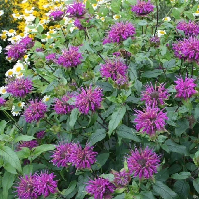Indianernessel 'Blaustrumpf' Violett