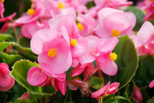 Pink Begonia Flower Seeds, Soft Pastel Blooms, Easy to Grow, Non-GMO