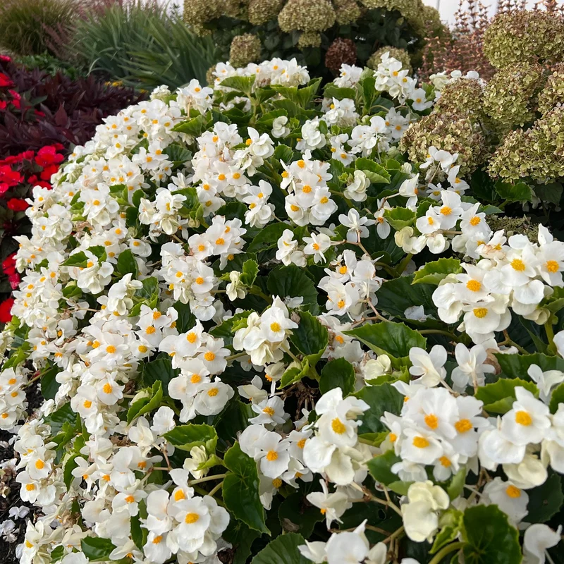 White Begonia Flower Seeds , Elegant Blooms, Shade-Loving, Non-GMO