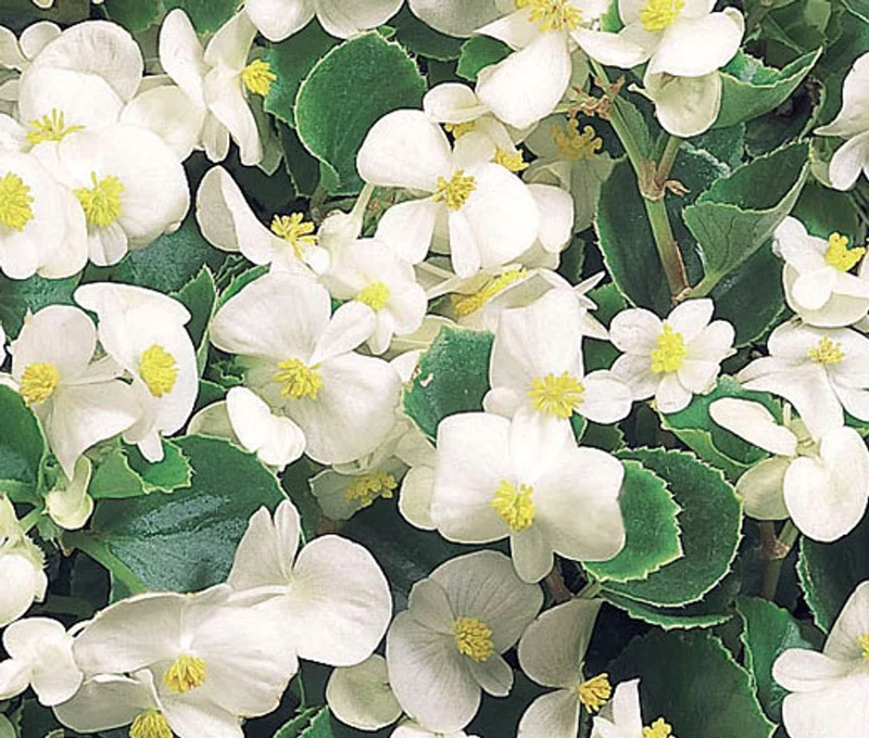 White Begonia Flower Seeds , Elegant Blooms, Shade-Loving, Non-GMO
