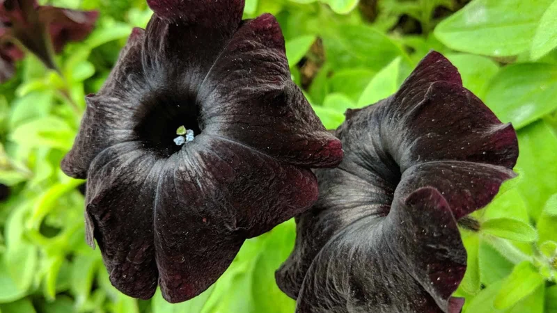 Petunia Seeds (Chocolate Brown Petunia Seeds) - Rare Color and Easy to Grow