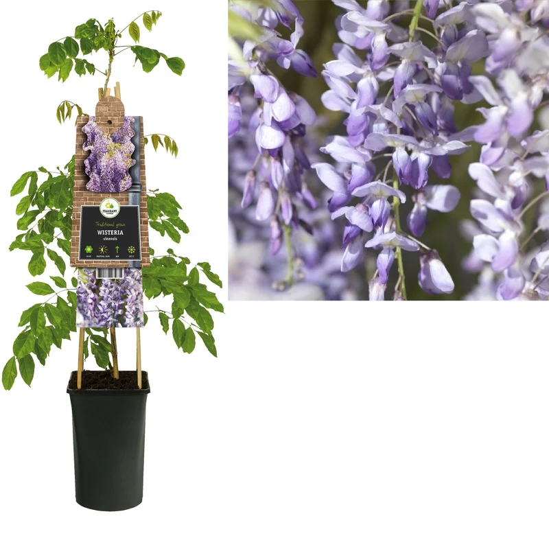 Kletterpflanze Wisteria sinensis (Glyzinie)