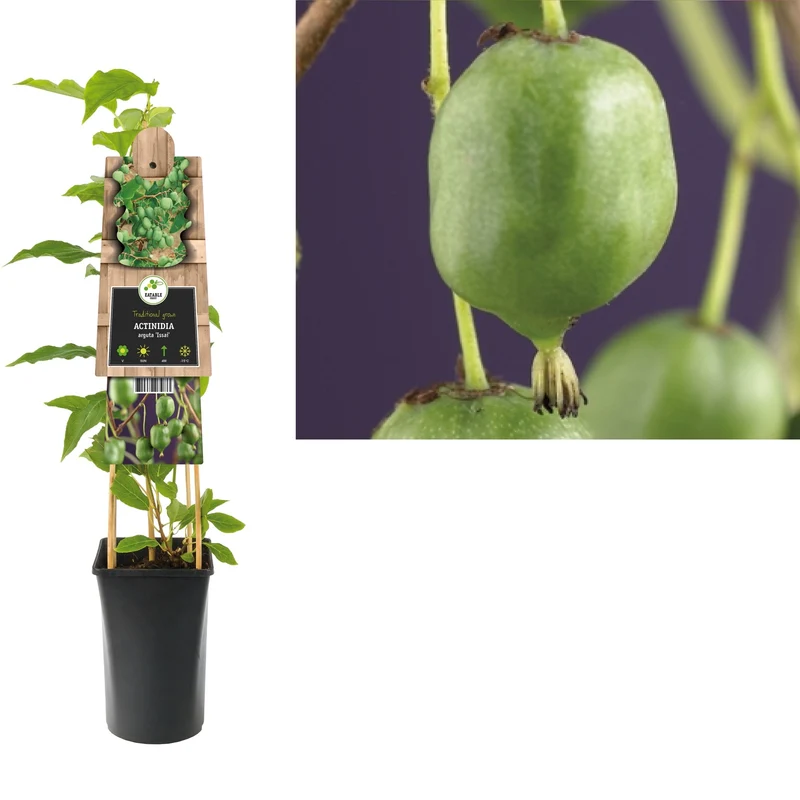 Kletterpflanze Actinidia arguta Issai (Kiwi)