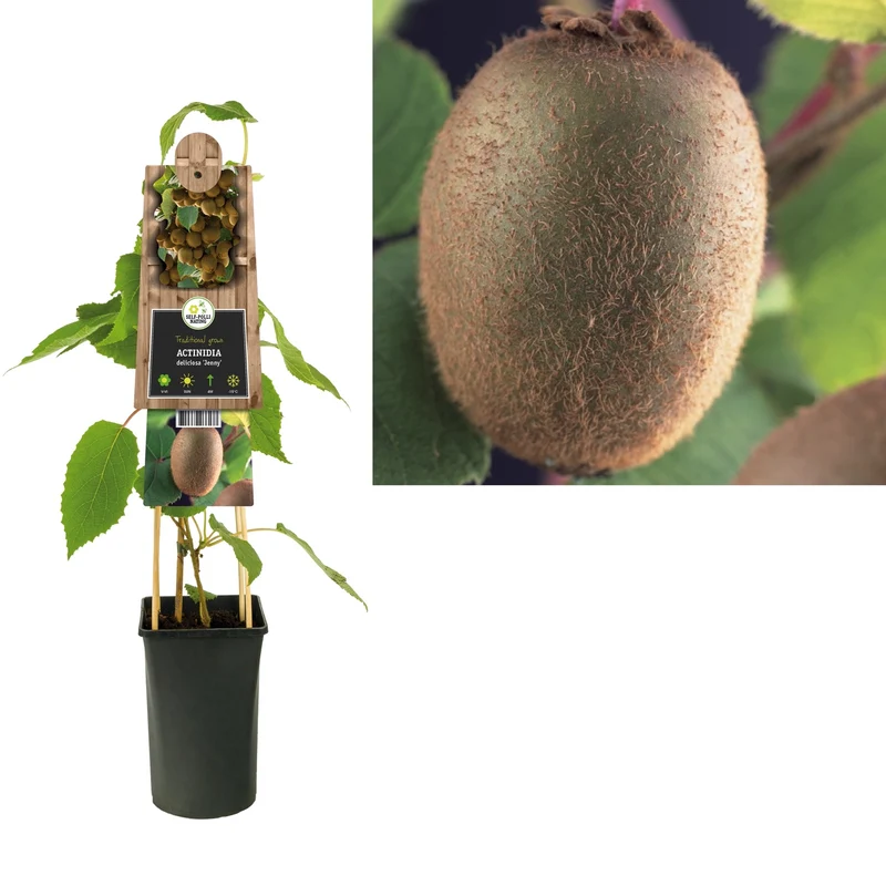 Kletterpflanze Actinidia deliciosa Jenny (Kiwi)