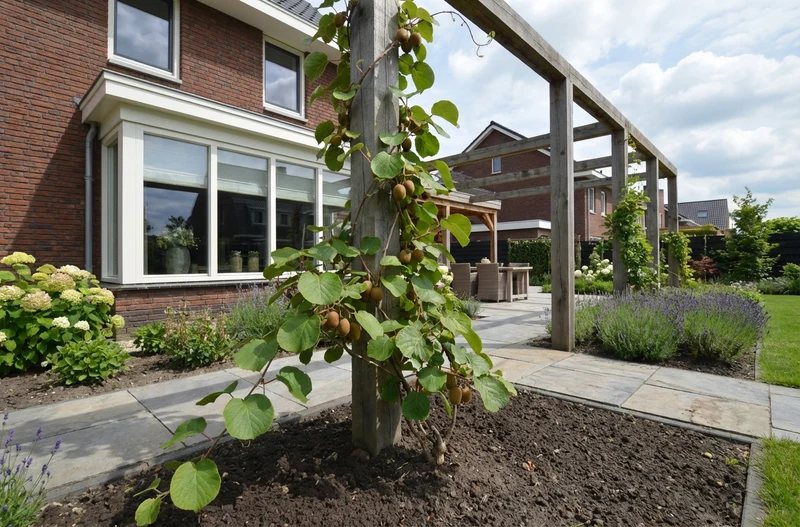 Kletterpflanze Actinidia deliciosa Jenny (Kiwi)